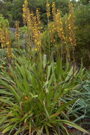 Wachendorfia thyrsiflora