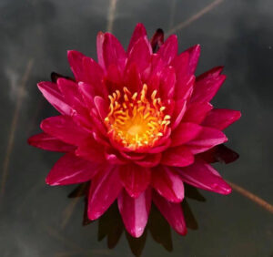 Nymphaea 'Bangkok Miracle'