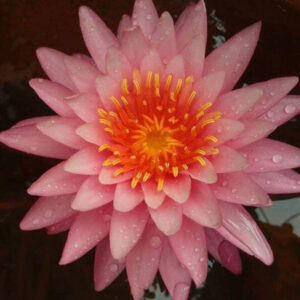 Nymphaea 'Bua Rapee'