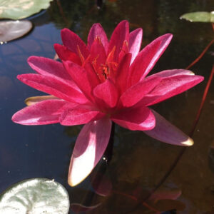 Nymphaea 'Burgundy Princess'