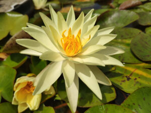 Nymphaea 'Gold Medal'