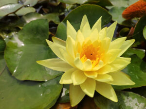 Nymphaea 'Joey Tomocick'