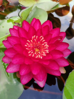Nymphaea 'Manee Red'