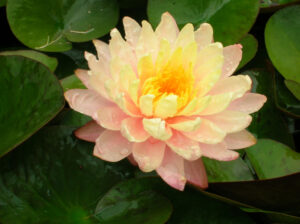 Nymphaea 'Mangkala Ubol'