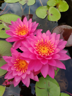Nymphaea 'Miss Siam'