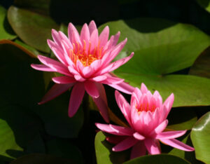 Nymphaea 'Perry's Rich Rose'