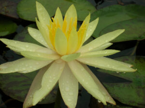 Nymphaea 'Yellow Queen'