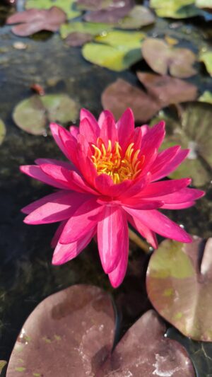 Nymphaea 'Bangkok Miracle'