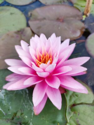 Nymphaea 'Sarannlarp'