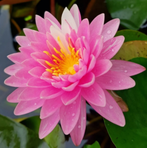 Nymphaea 'Jakkapan'