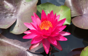 Nymphaea 'Lai Thai'