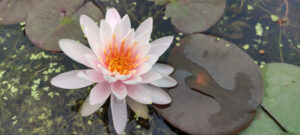 Nymphaea 'Ray Davies'