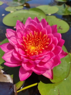 Nymphaea 'Siam Beauty'