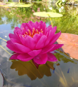 Nymphaea 'Siam Dahlia'
