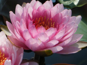Nymphaea 'Siam Rose'