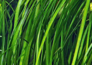 Vallisneria gigantea