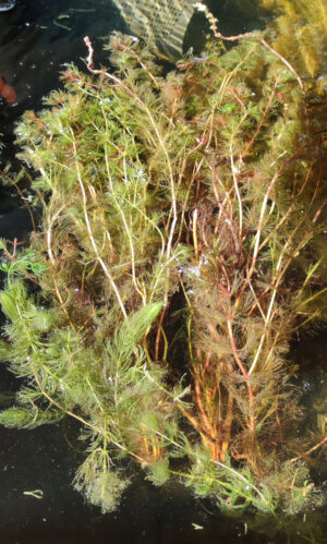 Myriophyllum spicatum