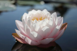 Nymphaea 'Bangkok Sakura'