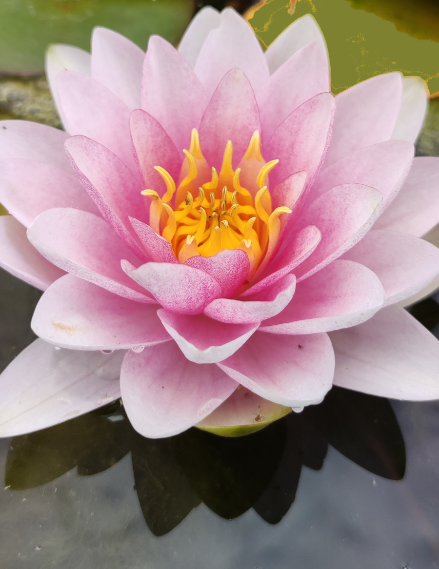 Nymphaea 'Madame Wilfron Gonnere'