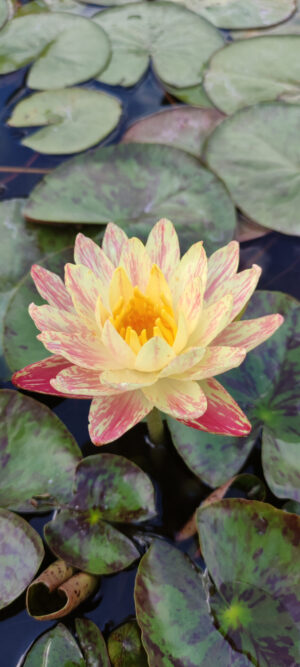 Nymphaea 'Paranee'
