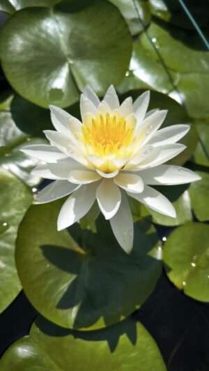 Nymphaea 'Evelyn Stetson'