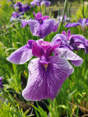 Iris ensata 'Prairie Glory'