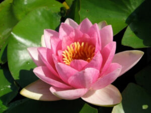 Nymphaea 'Masaniello'