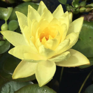Nymphaea 'Yellow Sensation'