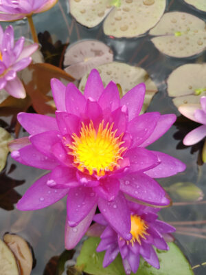 Nymphaea 'Purple Cone'