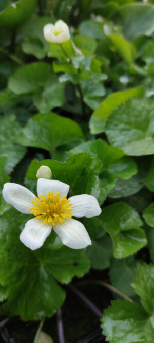 Caltha palustris 'Alba'