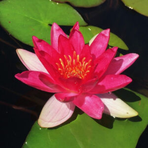 Nymphaea 'Ellisiana'