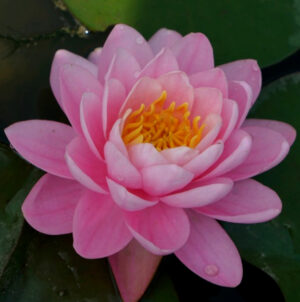 Nymphaea 'Pink Peony'