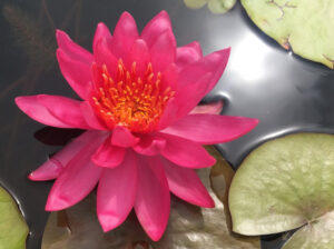 Nymphaea 'Perry's Wildfire'