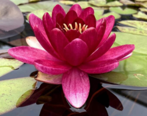 Nymphaea 'Perry's Baby Red'