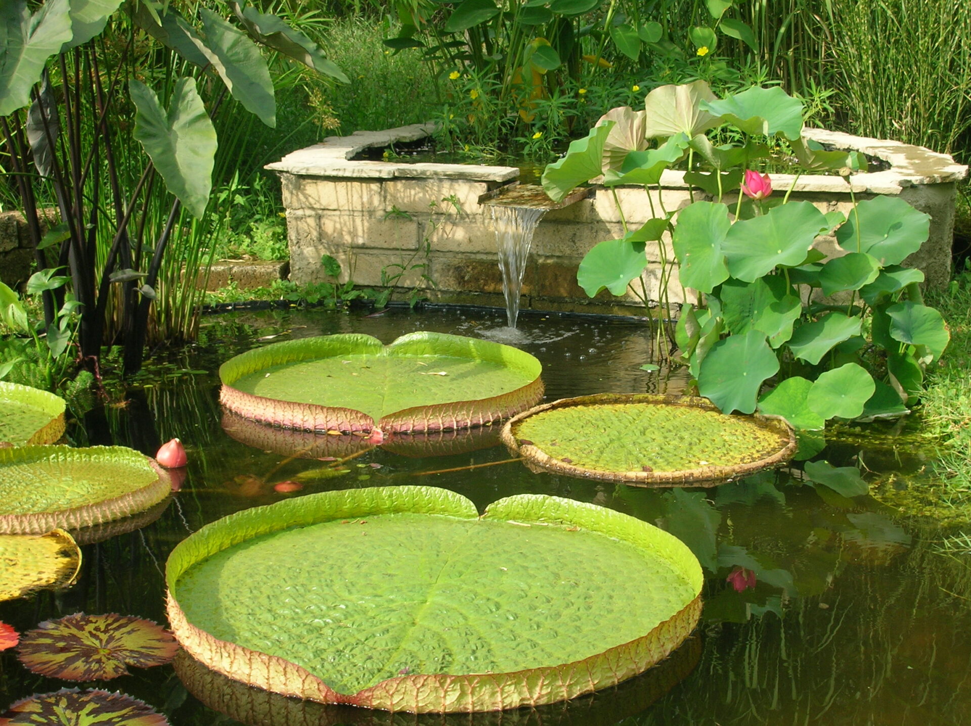 Impianti di<br /><noscript><img class=