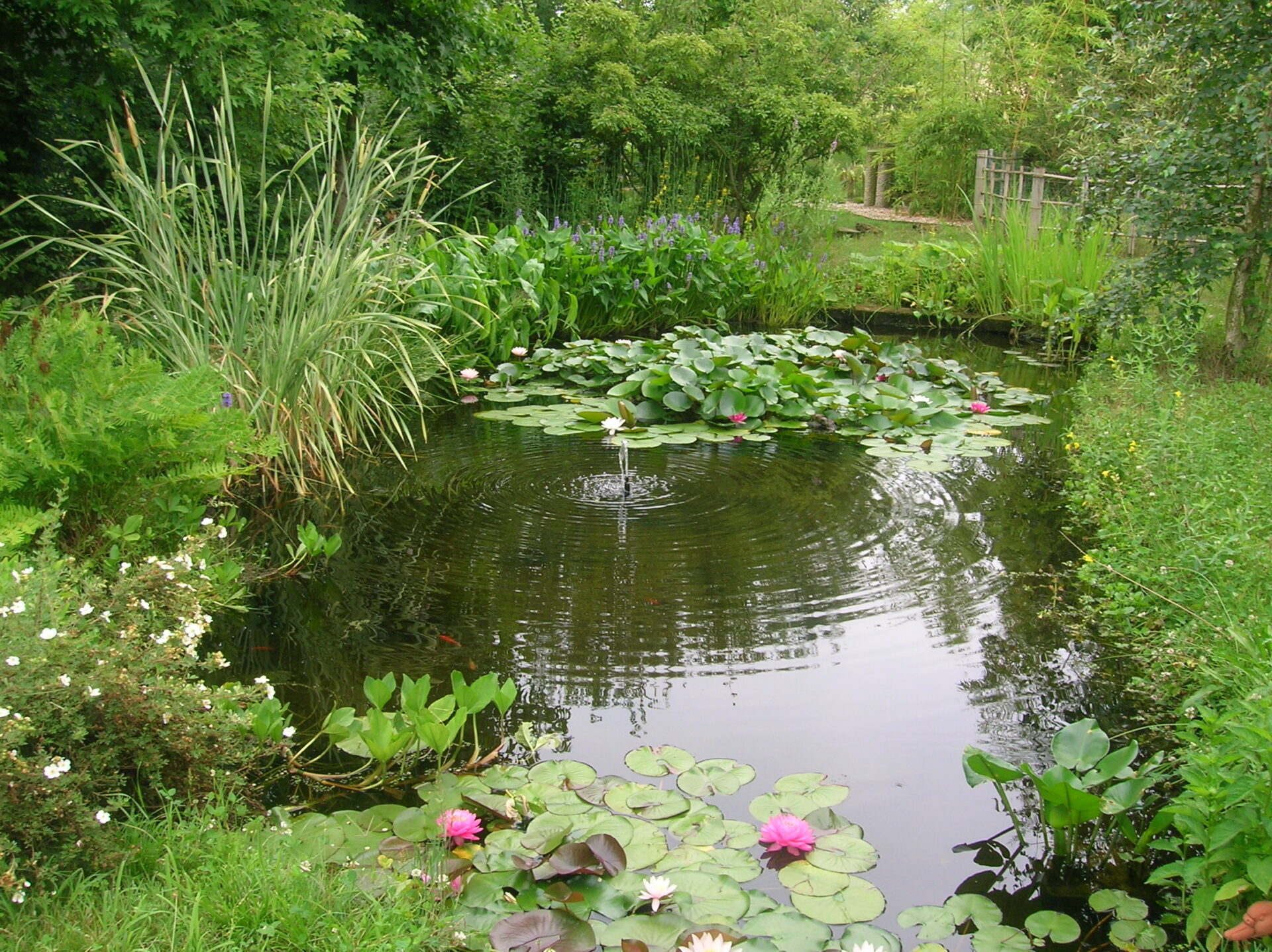 Bio laghetti, laghetti da giardino, laghetti da terrazzo