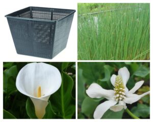 Scirpus – Set Palustre laghetto