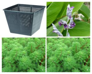 Thalia - Set Palustre laghetto