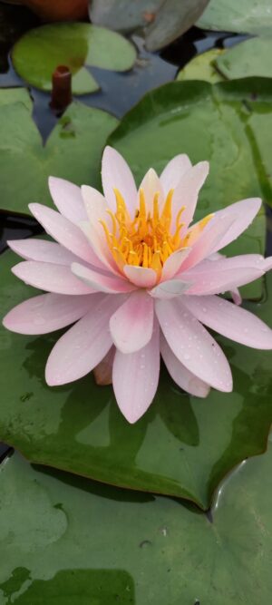 Nymphaea 'Princess Elizabeth'