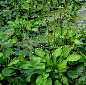 Alisma plantago-aquatica