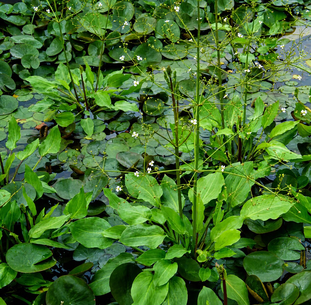 Alisma plantago-aquatica