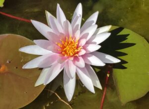 Nymphaea 'Fritz Junge'