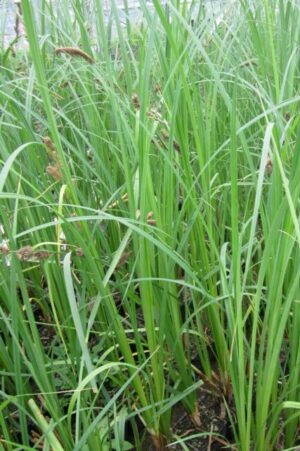 Carex riparia