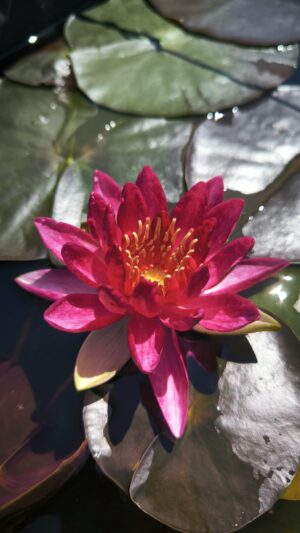 Nymphaea 'Perry's Red Beauty'