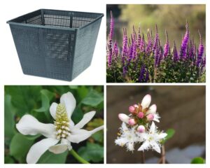 Lythrum – Set Palustre laghetto