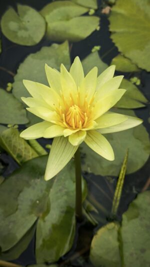 Nymphaea 'Saint Louis Gold'
