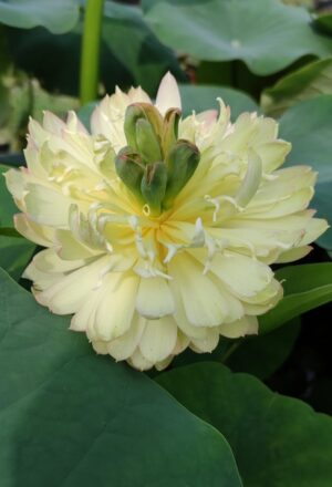Nelumbo 'Chinese Beauty Zang'