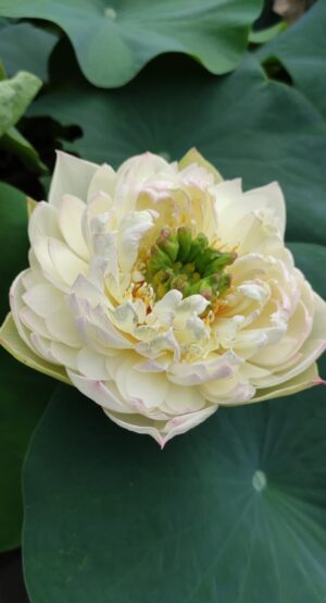 Nelumbo 'Chushui Huangli'