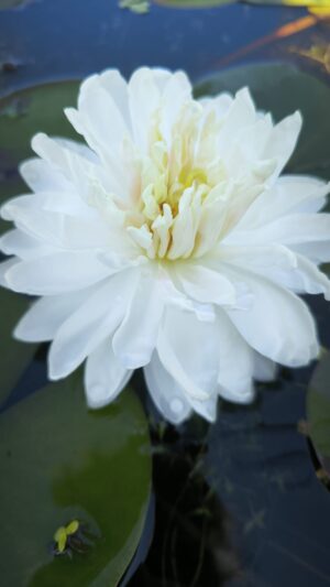 Nymphaea 'Thousand Petals'