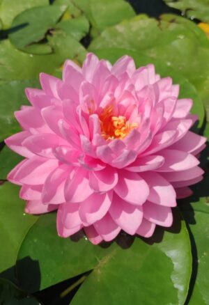 Nymphaea 'Pink Pom Pom'